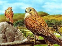 Birds of Prey Slide Puzzle