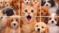 Jigpic Solitaire Online Puzzle Game - Puzzle Game
