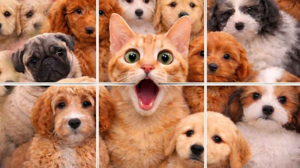 Jigpic Solitaire Puzzle Game